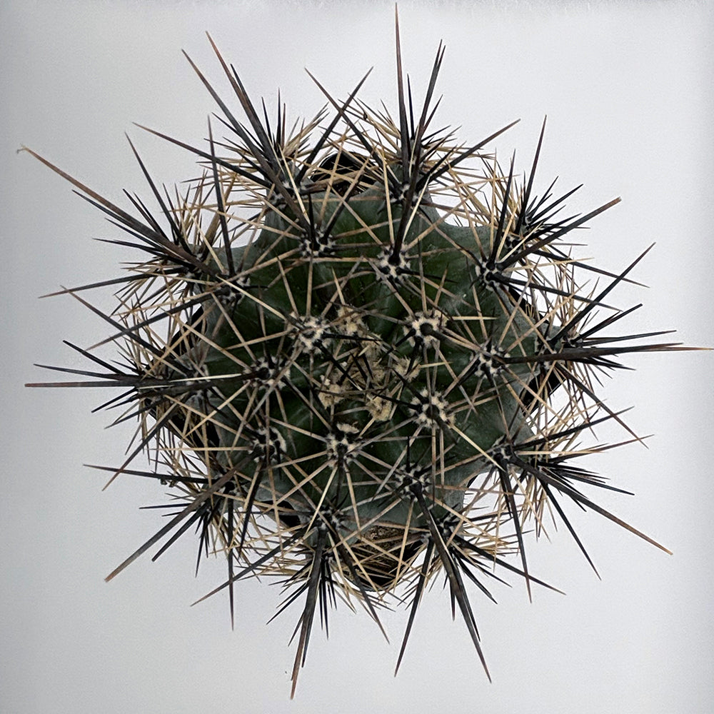 Saguaro Cactus – Magnificent Desert Icon