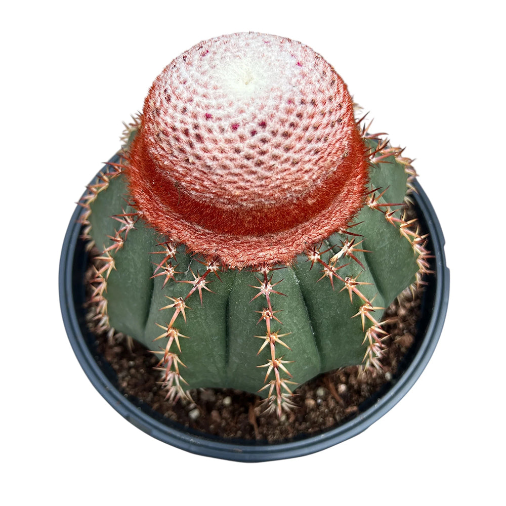 Turk’s Cap Cactus – Rare Crowned Cactus