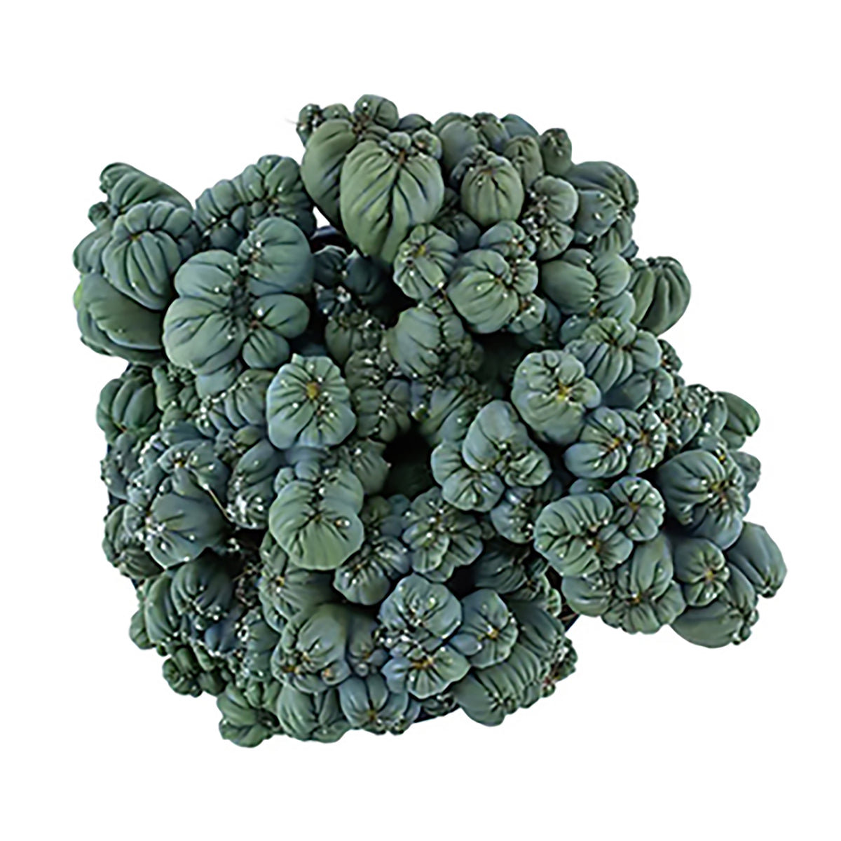 Monstrose Blue Torch Cactus – Nature’s Wild Blue Sculpture