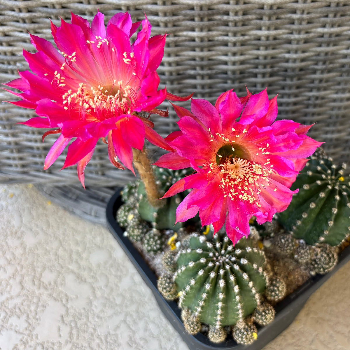 Rainbow Bursts Cactus – Kaleidoscope of Color