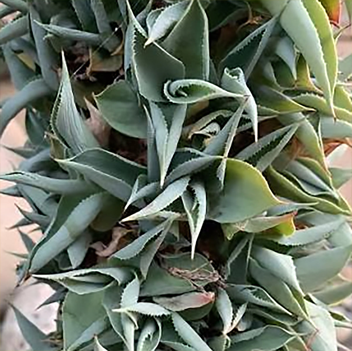 Octopus Agave – Twistiest Agave in the Garden