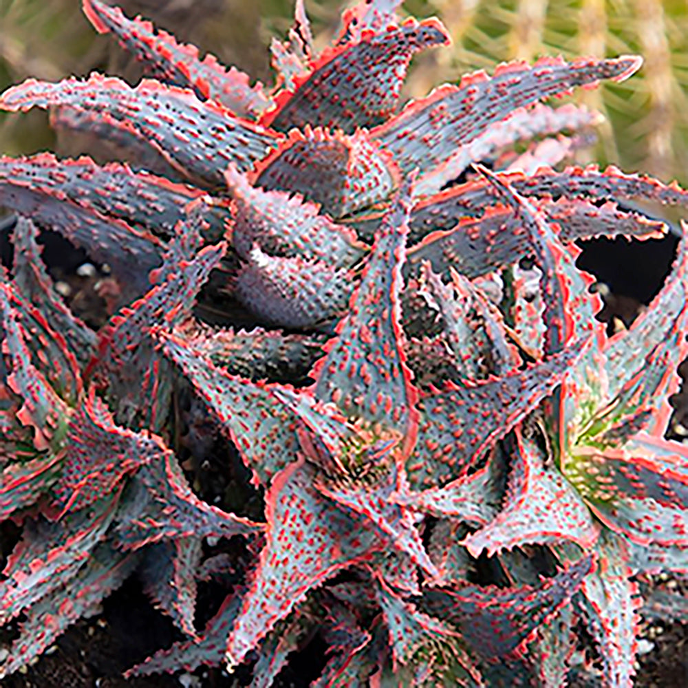 Other Succulents