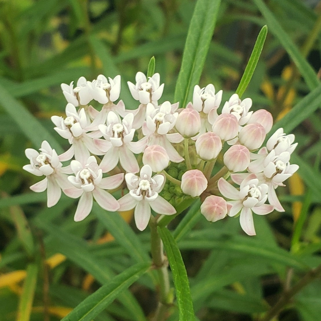 Milkweed