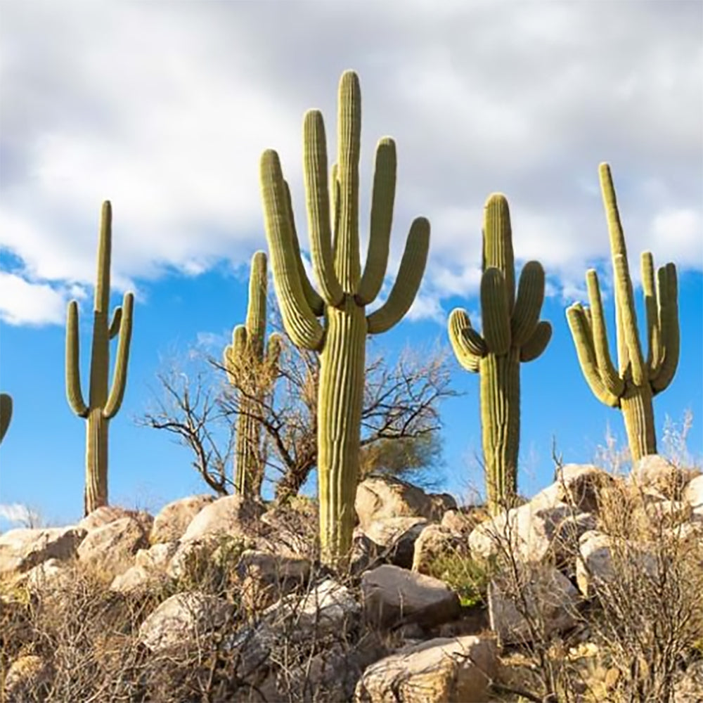 Cacti