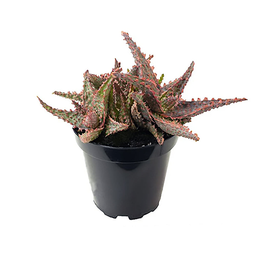 Aloe 'Oik' – Fiery Little Torch Aloe