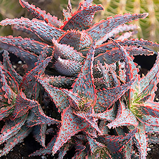 Aloe 'Oik' – Fiery Little Torch Aloe