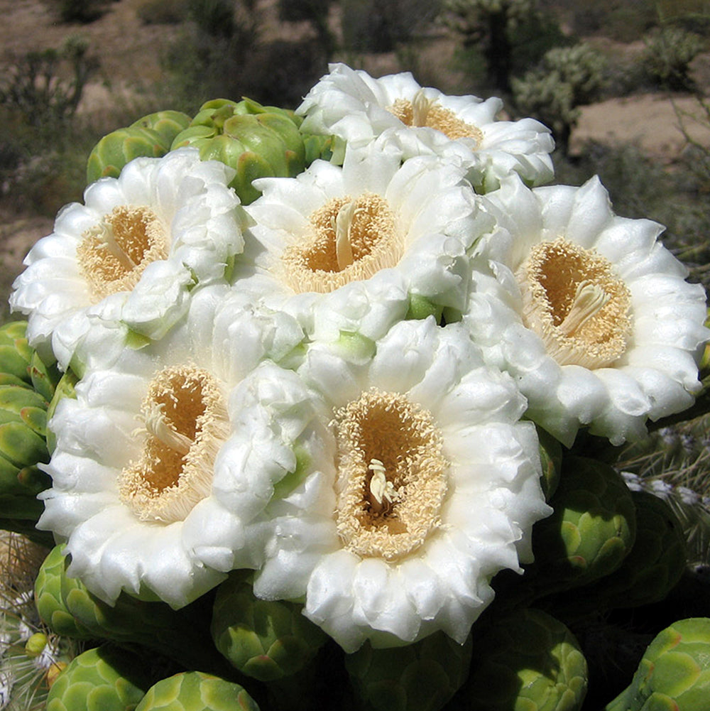 Saguaro Cactus – Magnificent Desert Icon