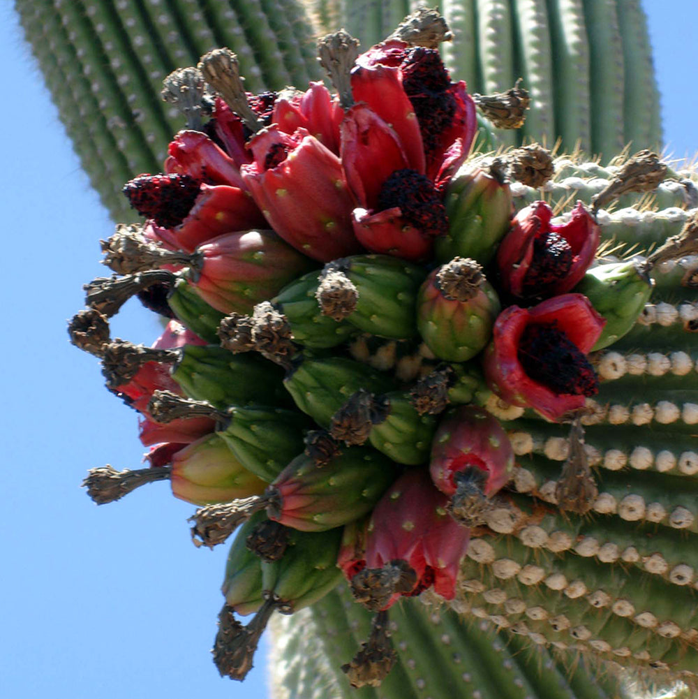 Saguaro Cactus – Magnificent Desert Icon