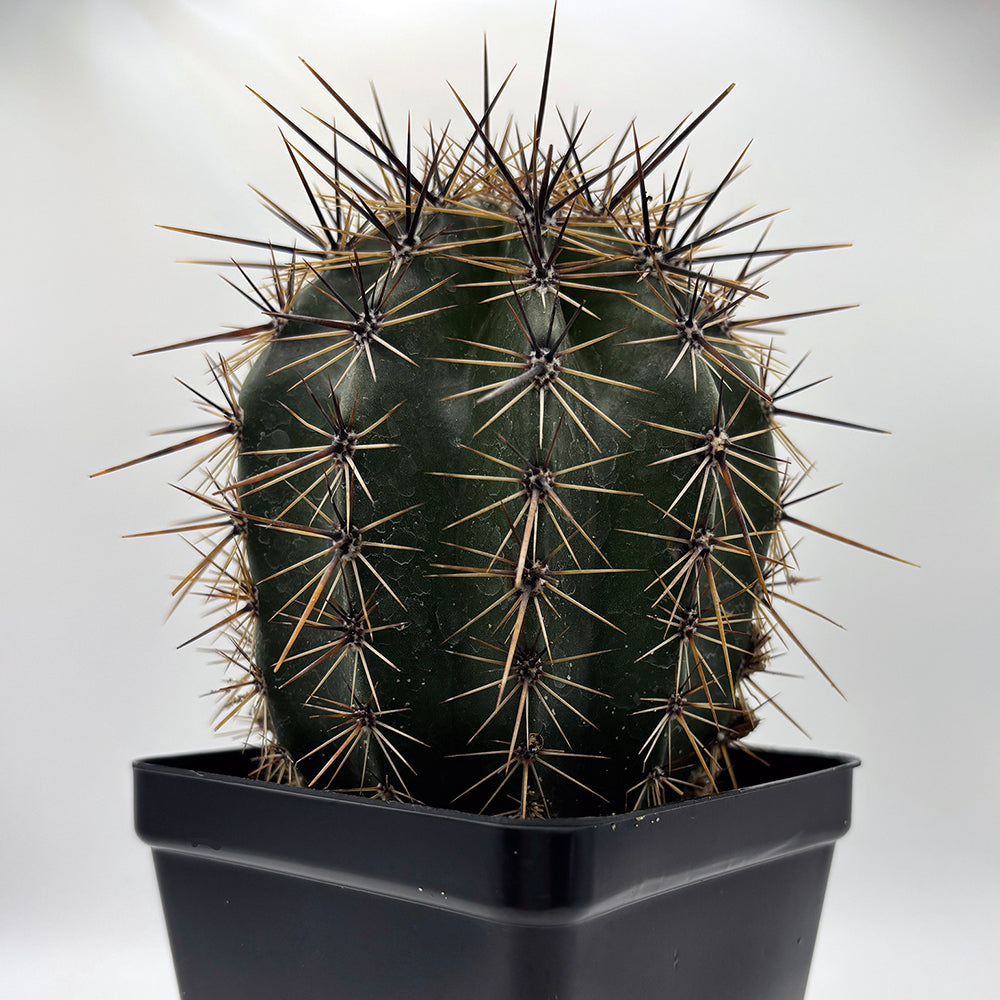 Saguaro Cactus – Magnificent Desert Icon