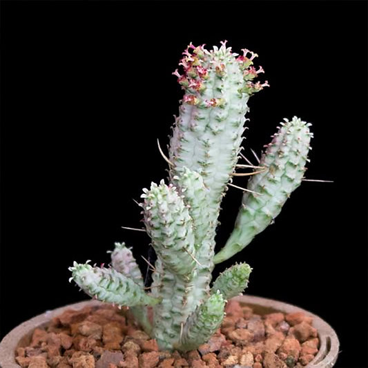 Variegated Corncob Euphorbia – Cream, Gold, & Green Beauty