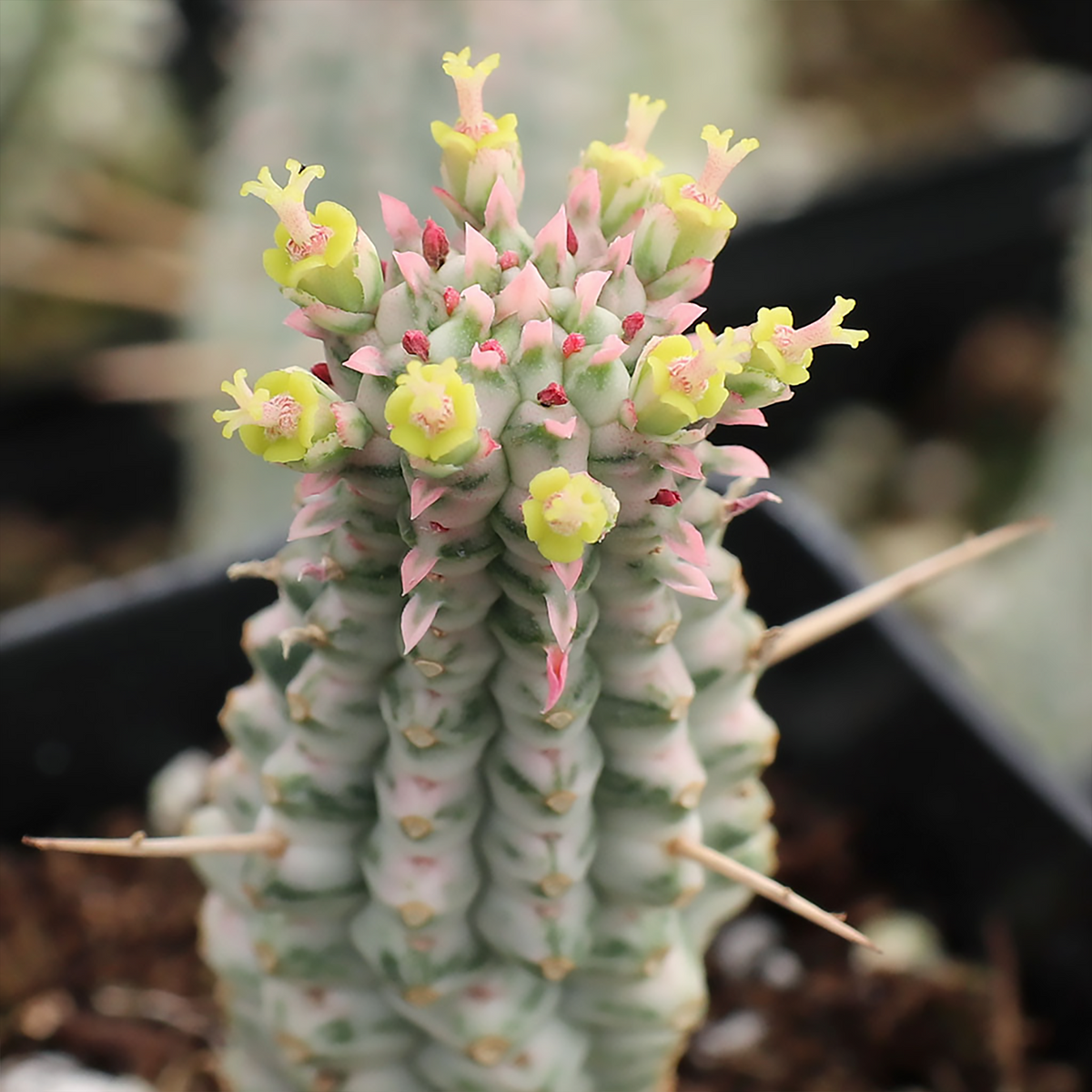 Variegated Corncob Euphorbia – Cream, Gold, & Green Beauty