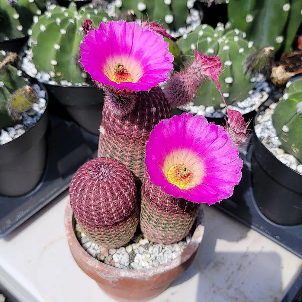 Rainbow Cactus – Jewel of the Southwest
