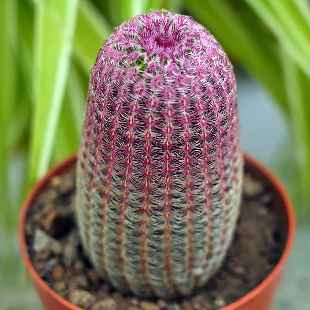Rainbow Cactus – Jewel of the Southwest