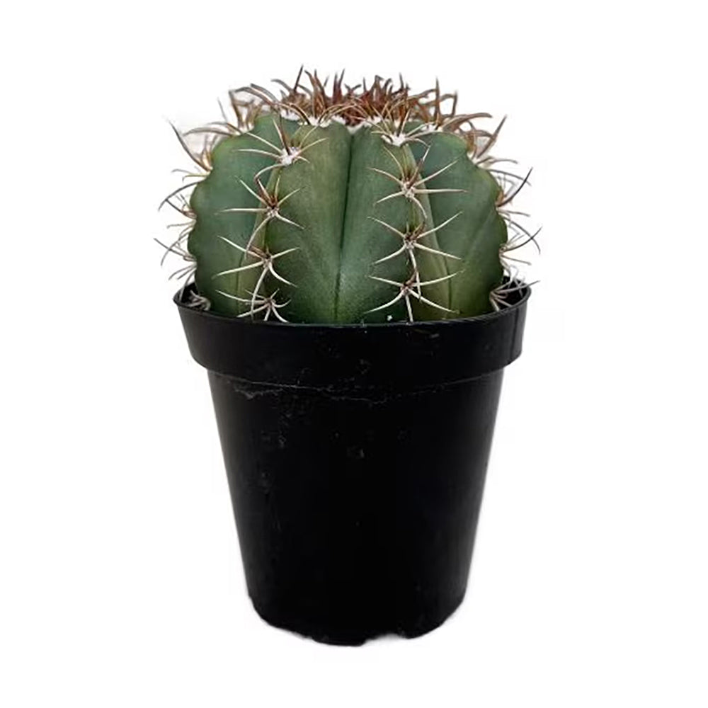 Turk’s Cap Cactus – Rare Crowned Cactus