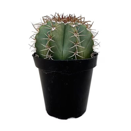 Turk’s Cap Cactus – Rare Crowned Cactus