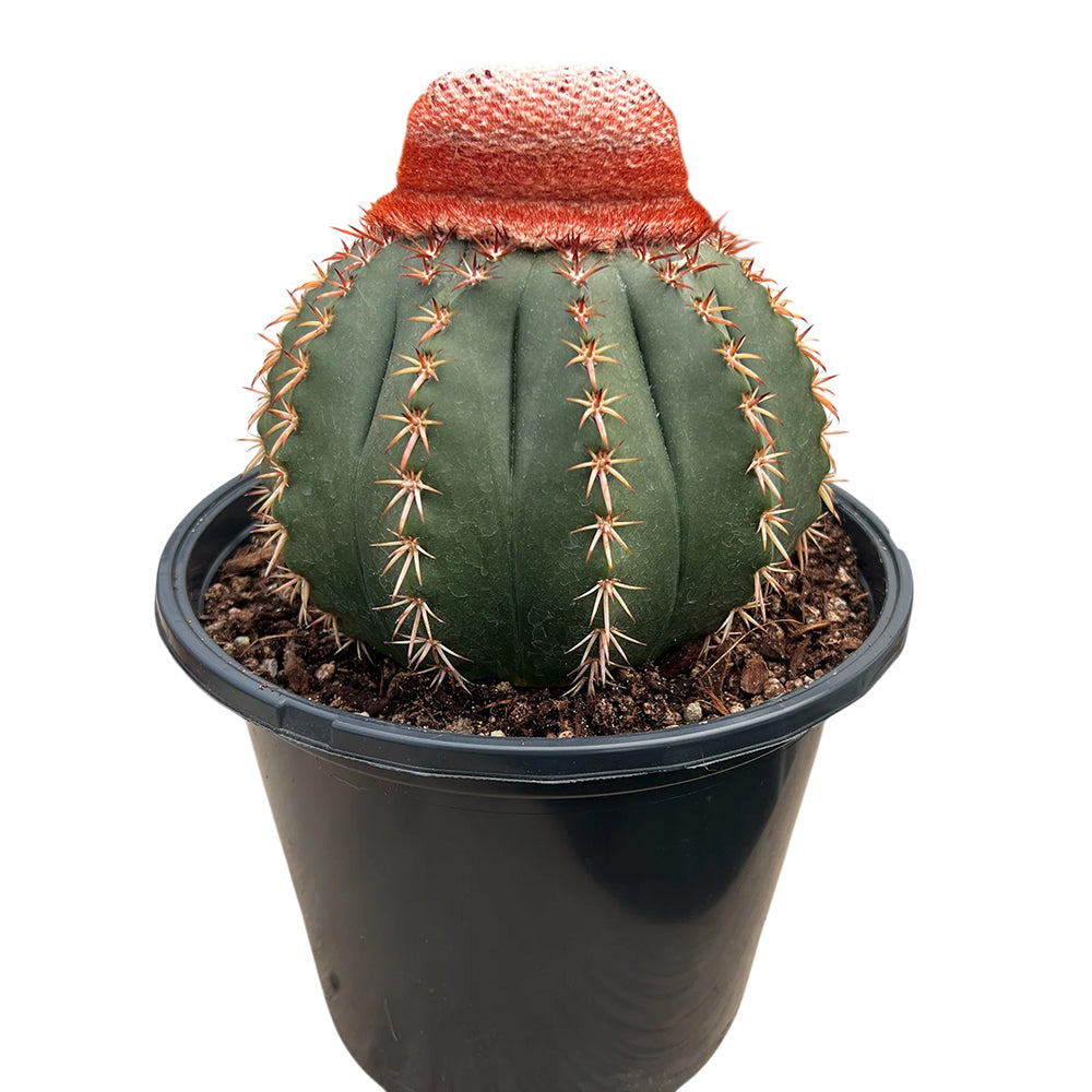 Turk’s Cap Cactus – Rare Crowned Cactus