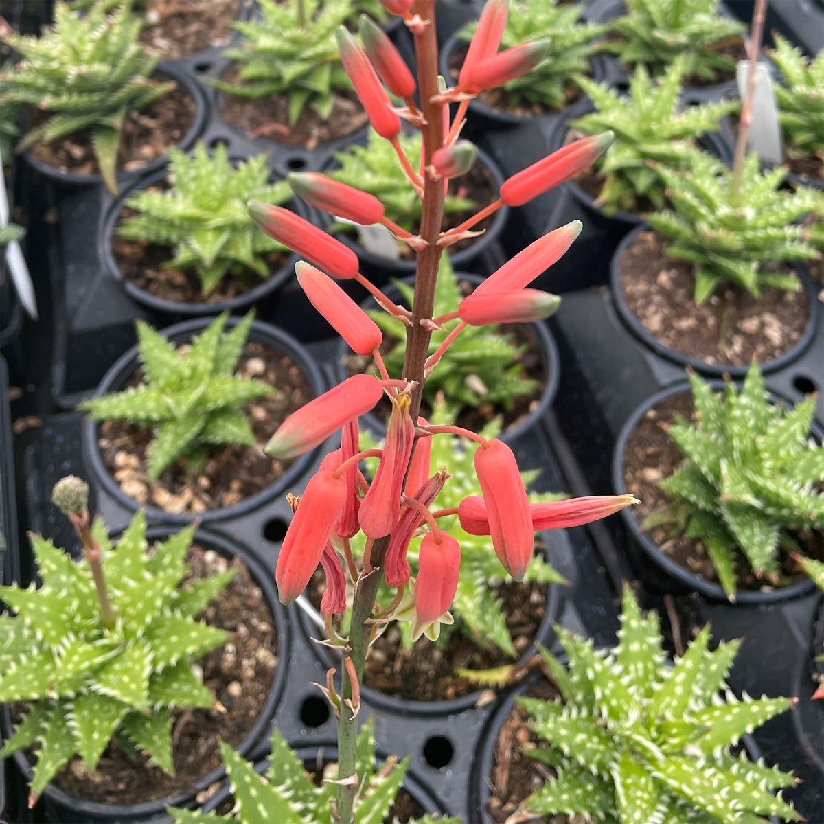 Aloe 'Minnie Belle' – Little Aloe With Fiery Blooms
