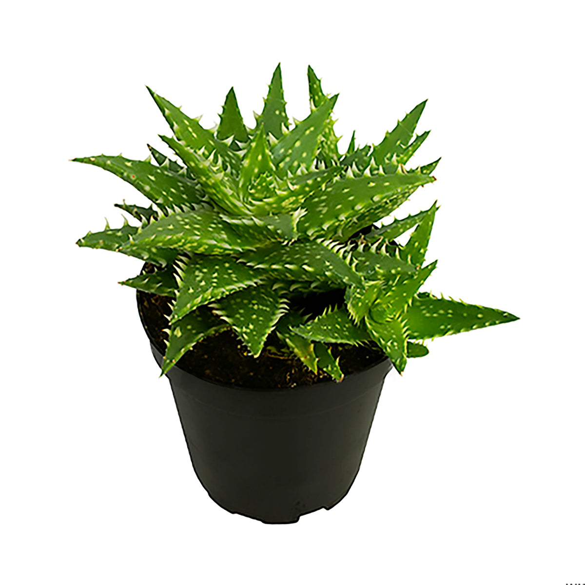 Aloe 'Minnie Belle' – Little Aloe With Fiery Blooms