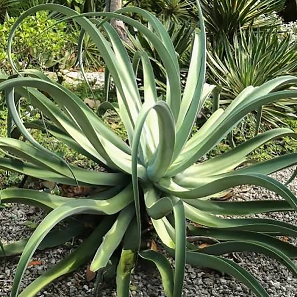 Octopus Agave – Twistiest Agave in the Garden