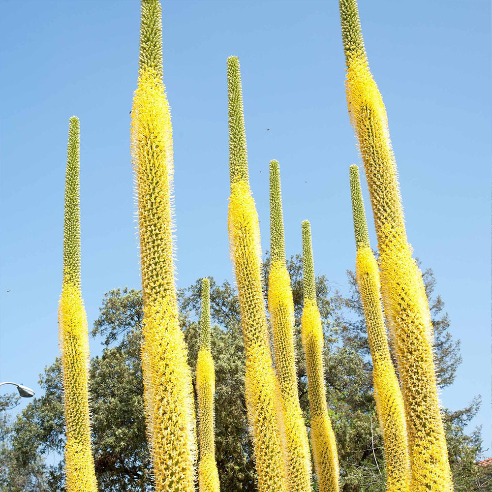 Octopus Agave – Twistiest Agave in the Garden