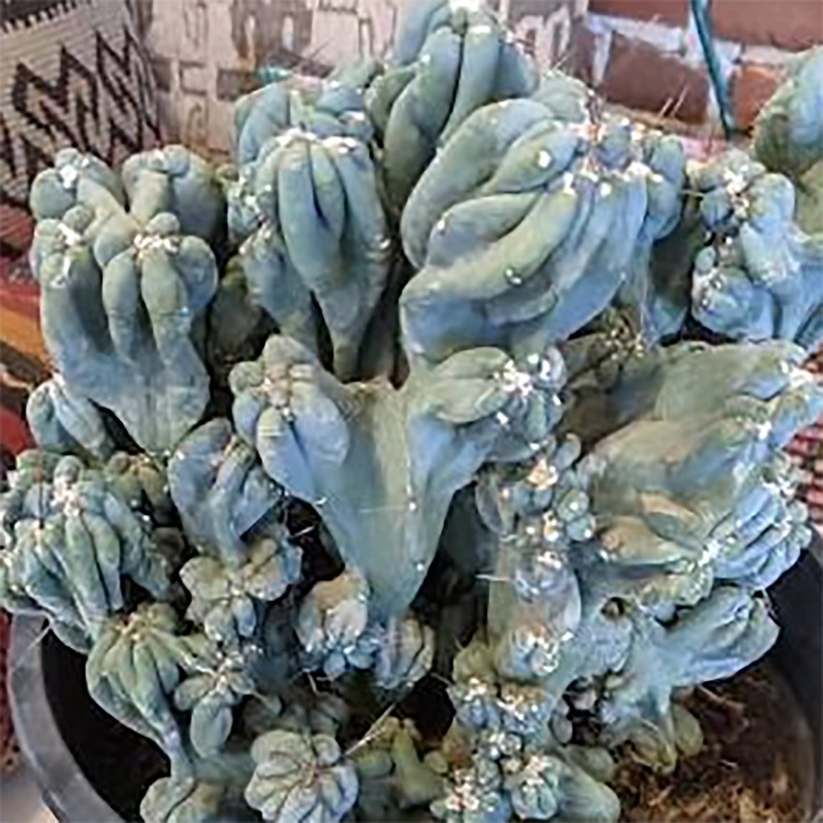 Monstrose Blue Torch Cactus – Nature’s Wild Blue Sculpture