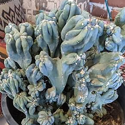Monstrose Blue Torch Cactus – Nature’s Wild Blue Sculpture