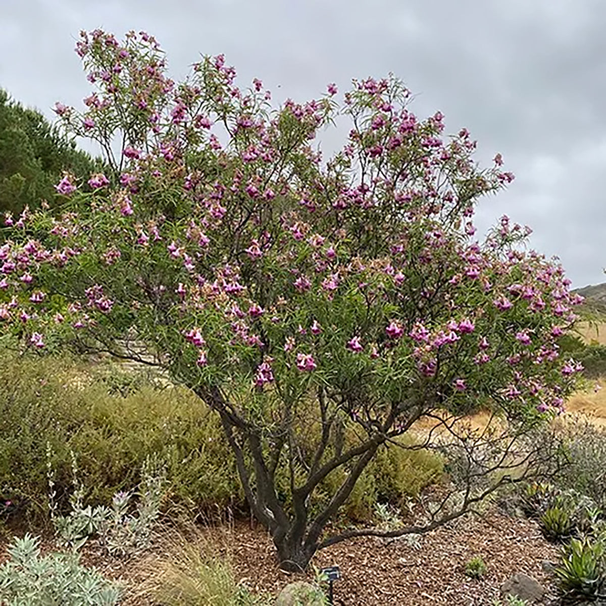 Desert Willow (seeds) – Hummingbird Magnet