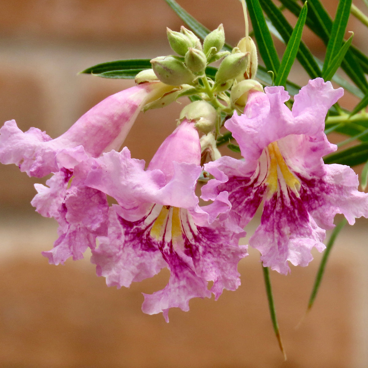 Desert Willow (seeds) – Hummingbird Magnet
