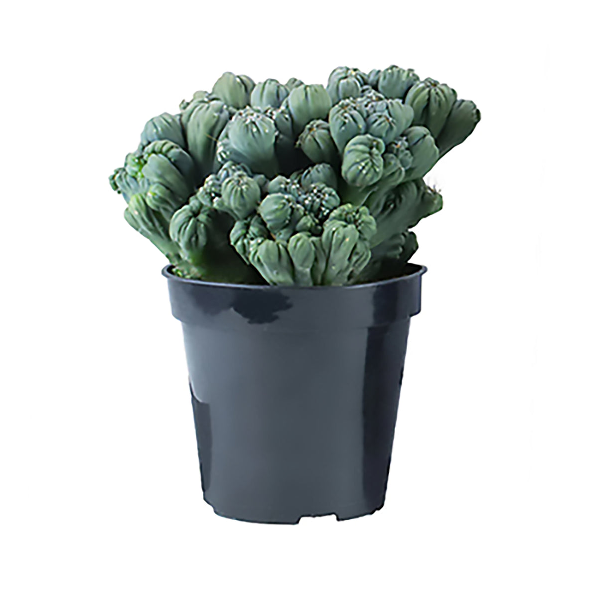 Monstrose Blue Torch Cactus – Nature’s Wild Blue Sculpture