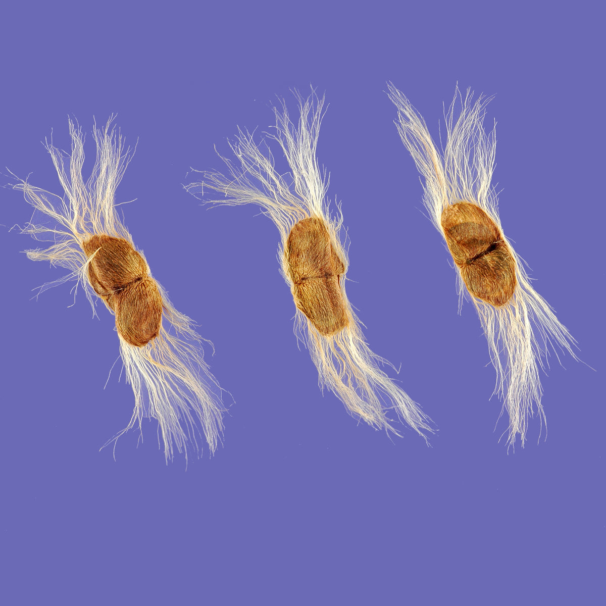 Desert Willow (seeds) – Hummingbird Magnet