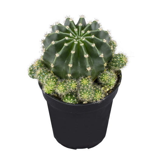 Rainbow Bursts Cactus – Kaleidoscope of Color