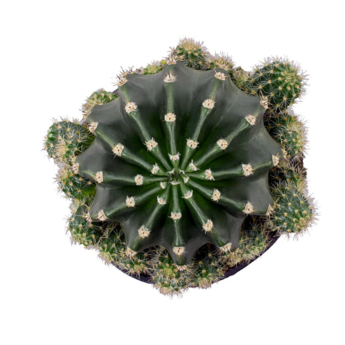 Rainbow Bursts Cactus – Kaleidoscope of Color