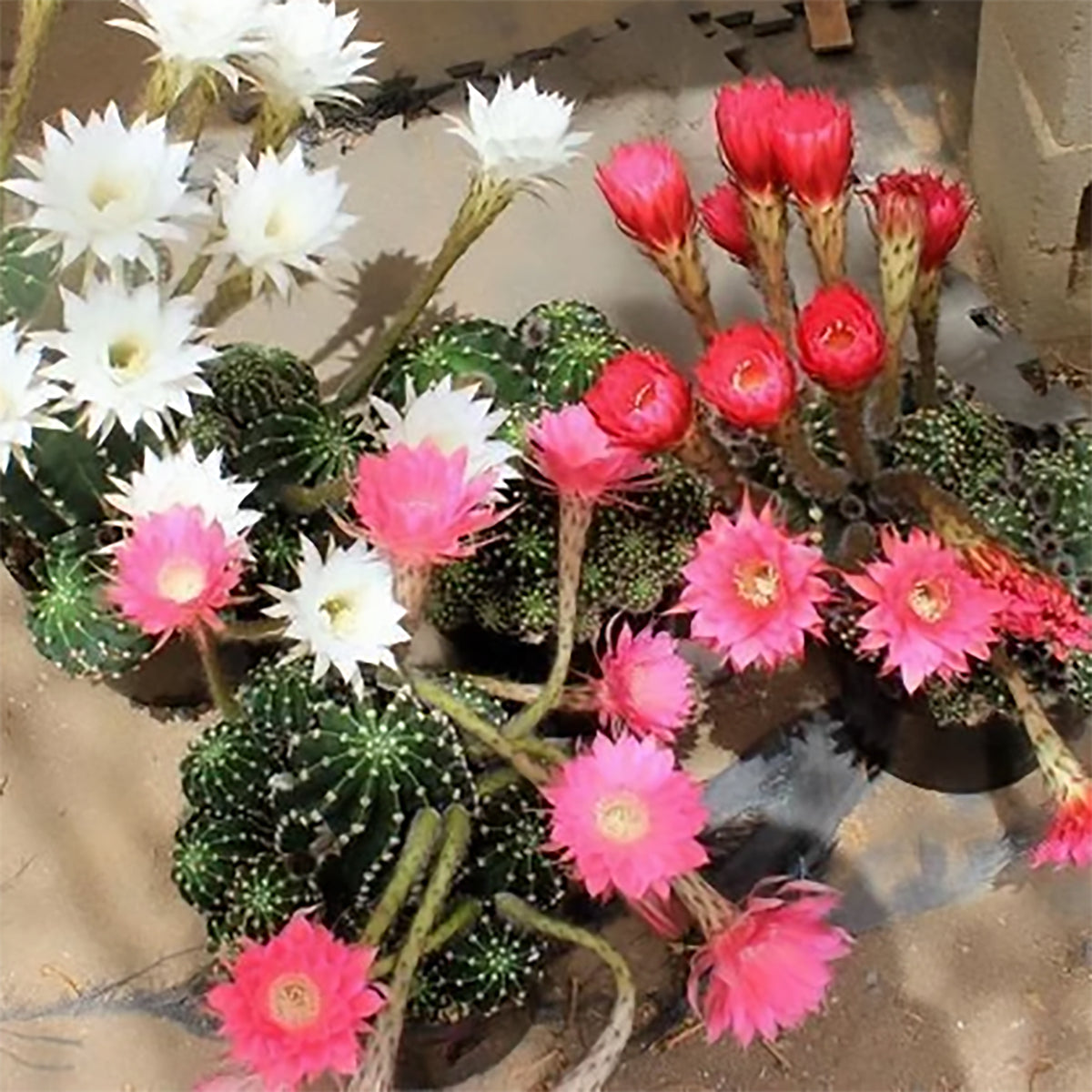 Rainbow Bursts Cactus – Kaleidoscope of Color