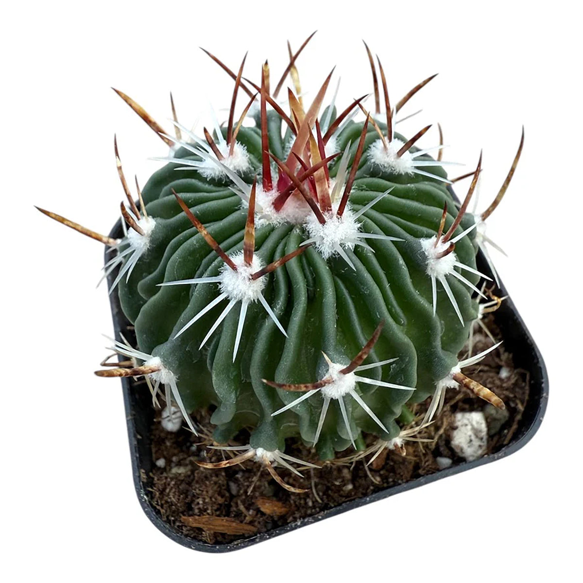Brain Cactus – Ridiculously Ribbed