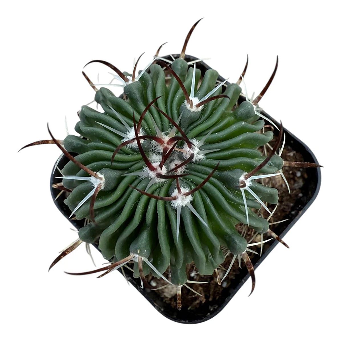 Brain Cactus – Ridiculously Ribbed