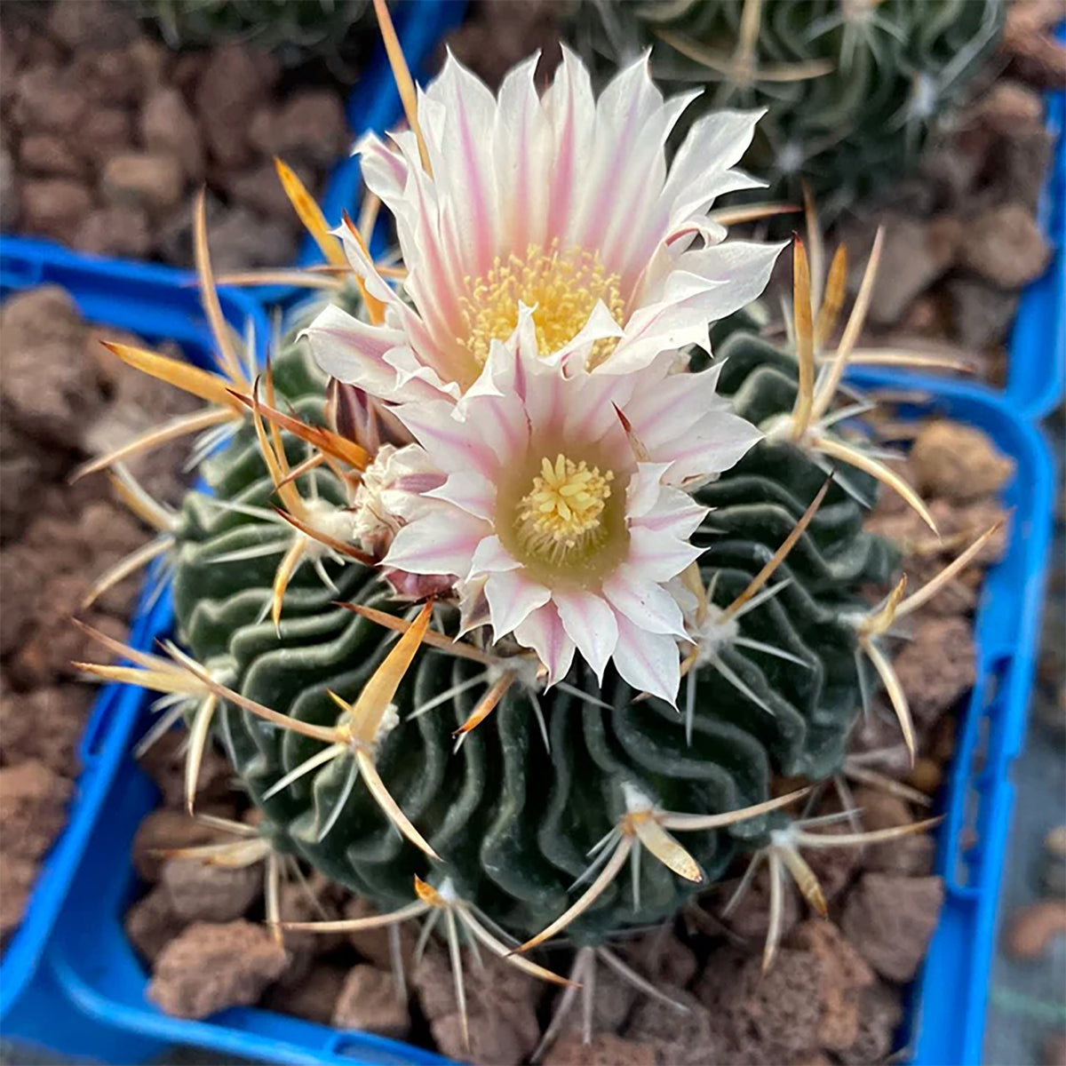 Brain Cactus – Ridiculously Ribbed