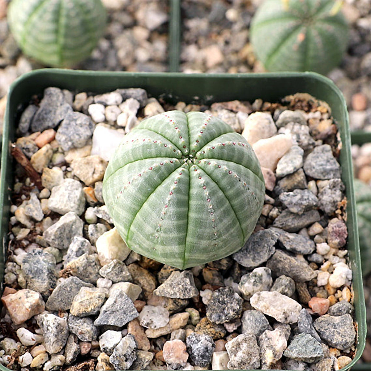 Baseball Plant – Perfect Little Succulent Sphere