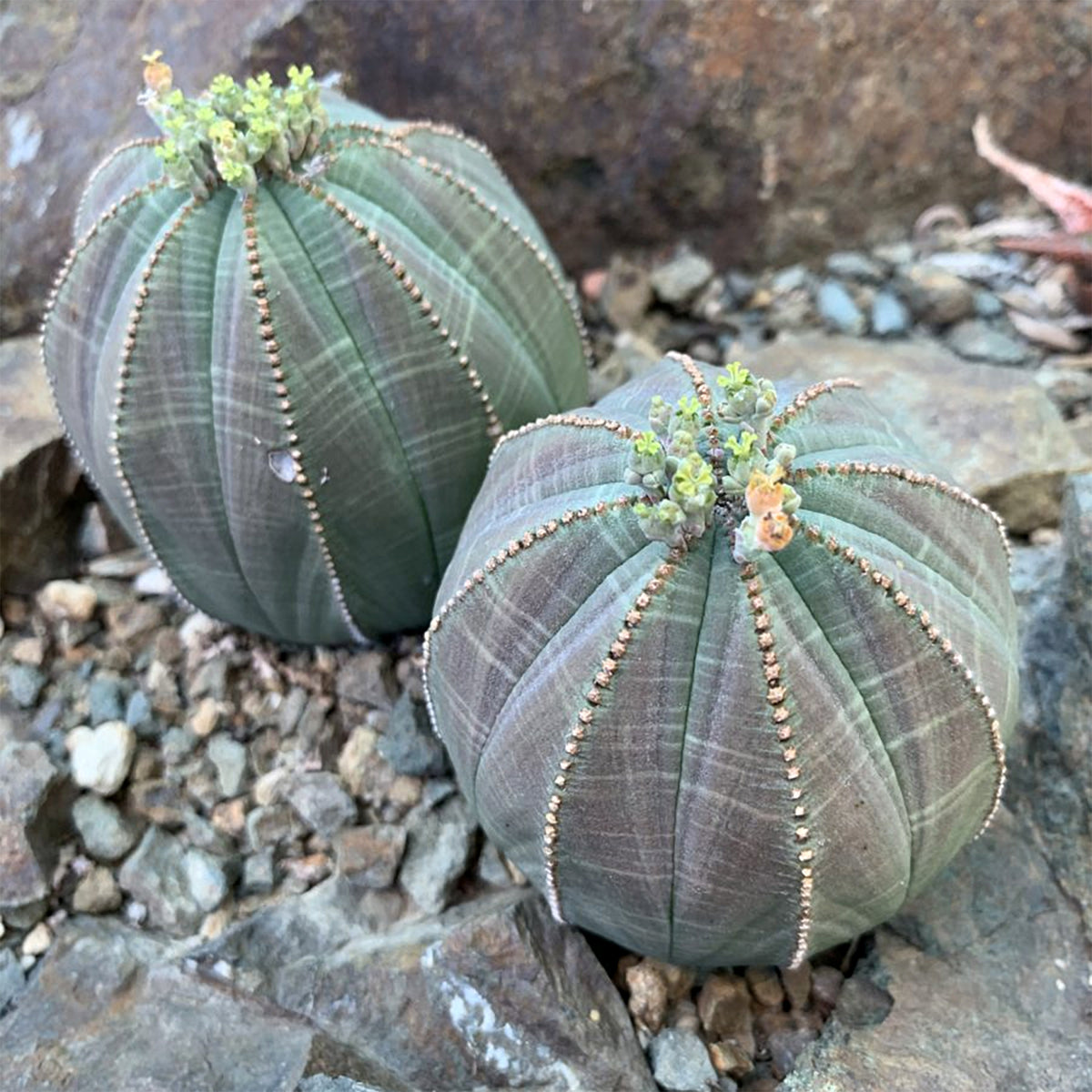 Baseball Plant – Perfect Little Succulent Sphere