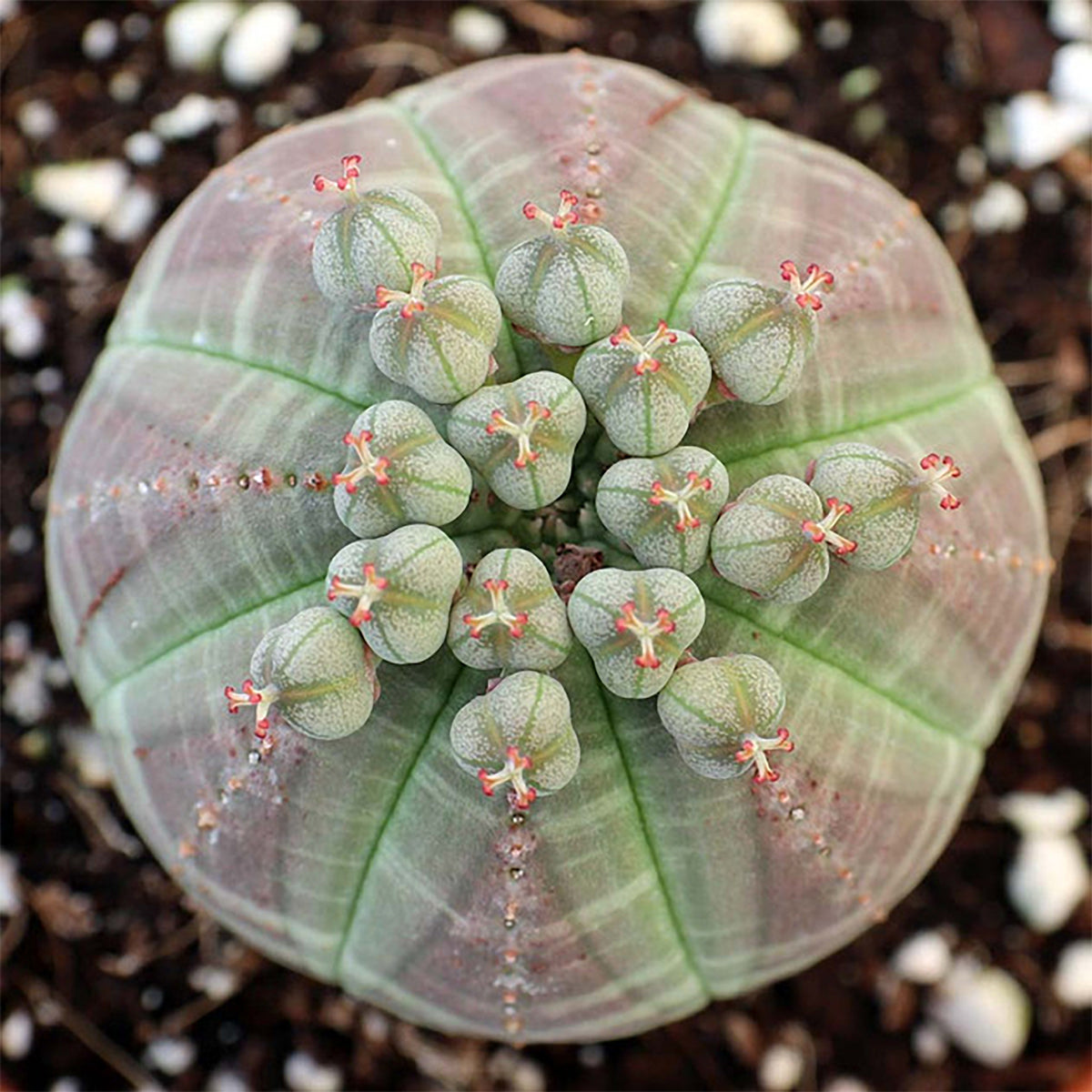 Baseball Plant – Perfect Little Succulent Sphere