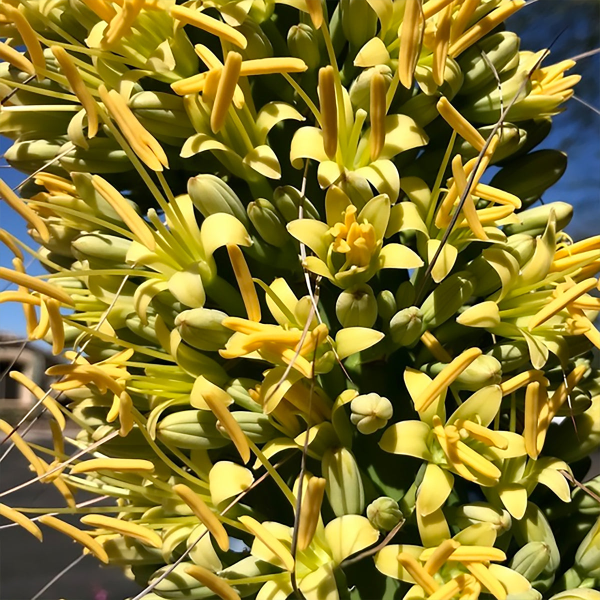 Octopus Agave – Twistiest Agave in the Garden